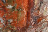 Polished, Petrified Wood Slab With Fungal Rot - Arizona #184736-1